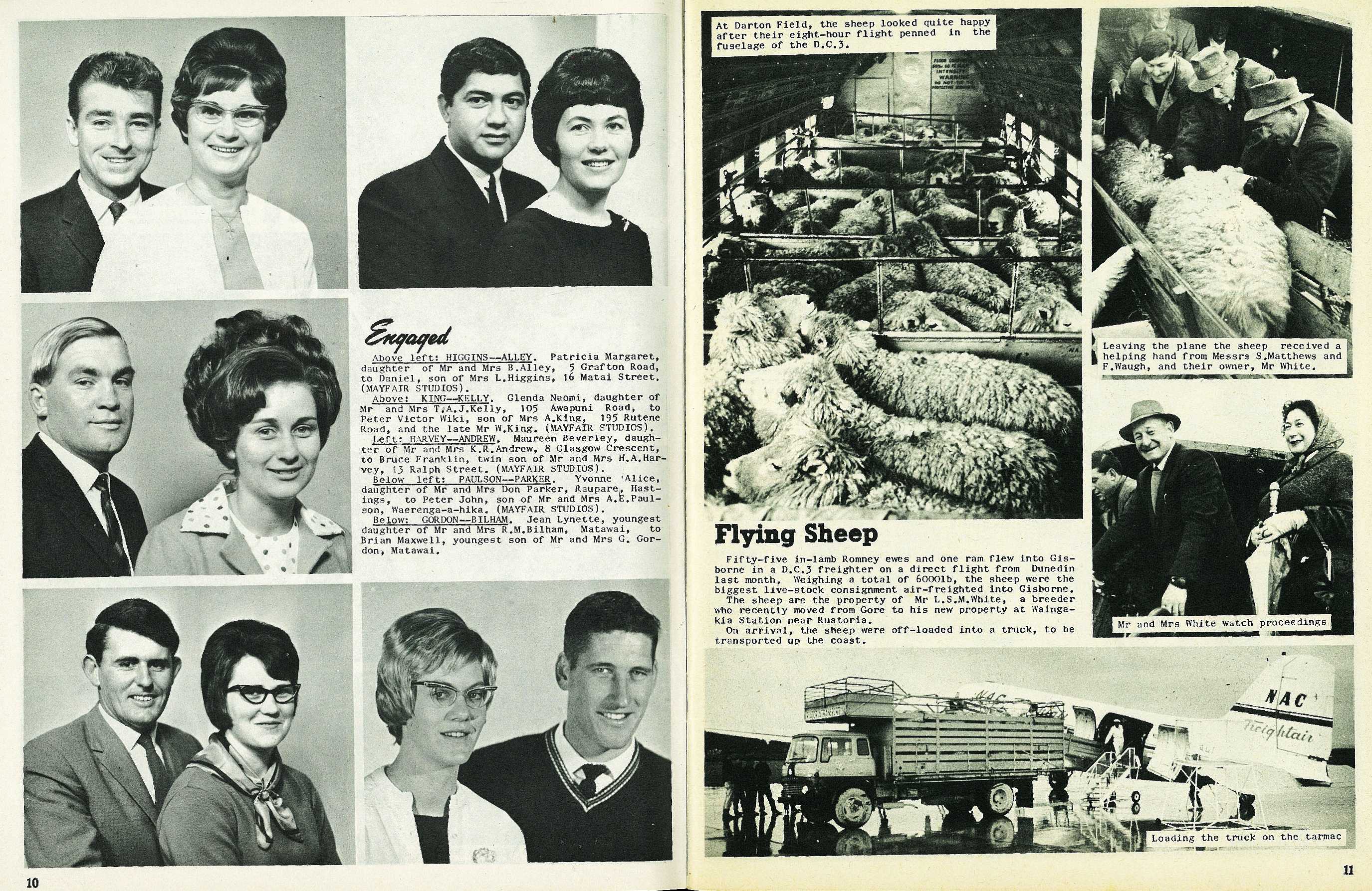 Flying Sheep Gisborne Photo News No 134 August 11 1965